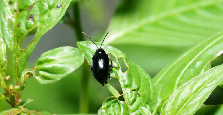 flea beetle making holes