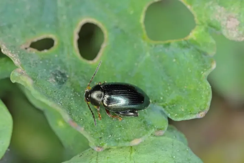 Flea Beetles Create Distinctive Shot-Hole Damage In Leaves