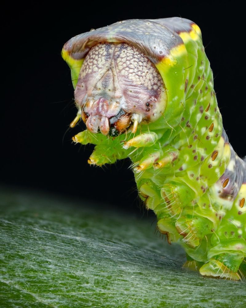 Fuzzy Caterpillar Is Something You Don't Want In Your Yard
