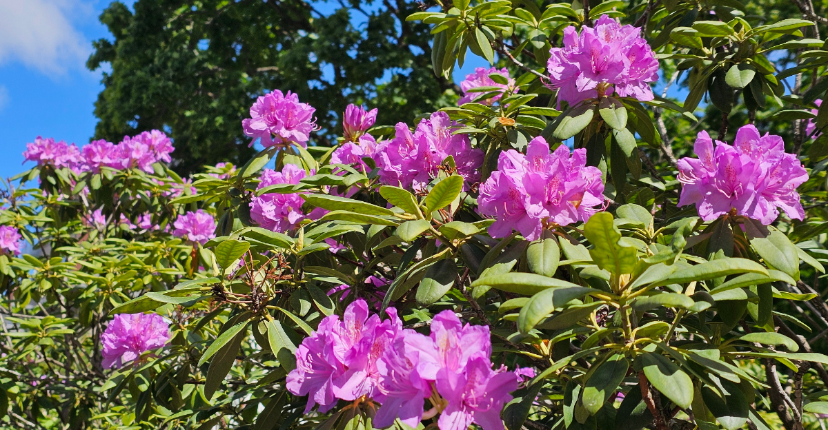 rhododendron