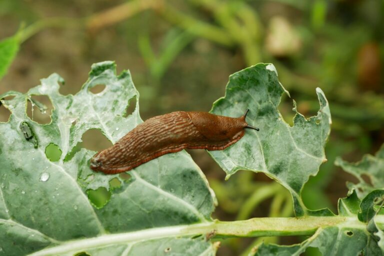 slug damaging plant