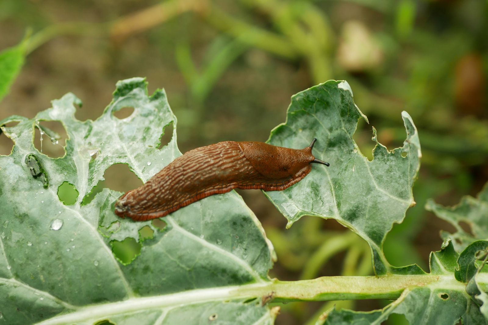 slug damaging plant