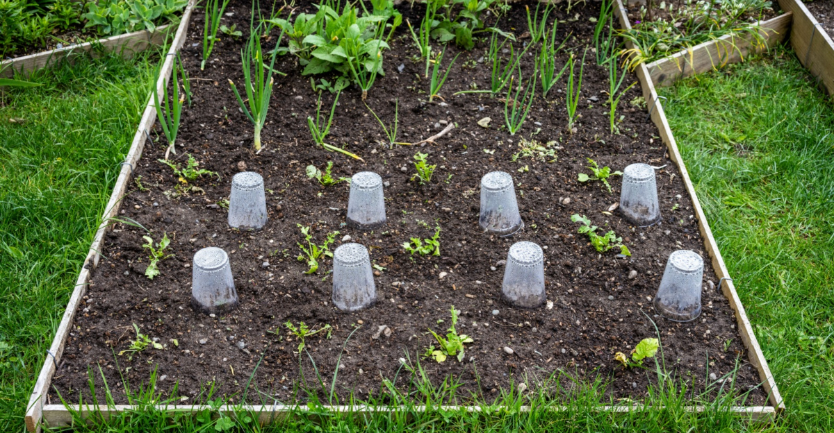 vegetable garden starting