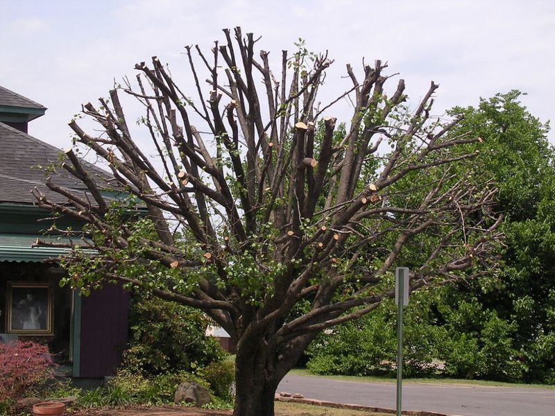 Topping Trees Instead Of Pruning Properly