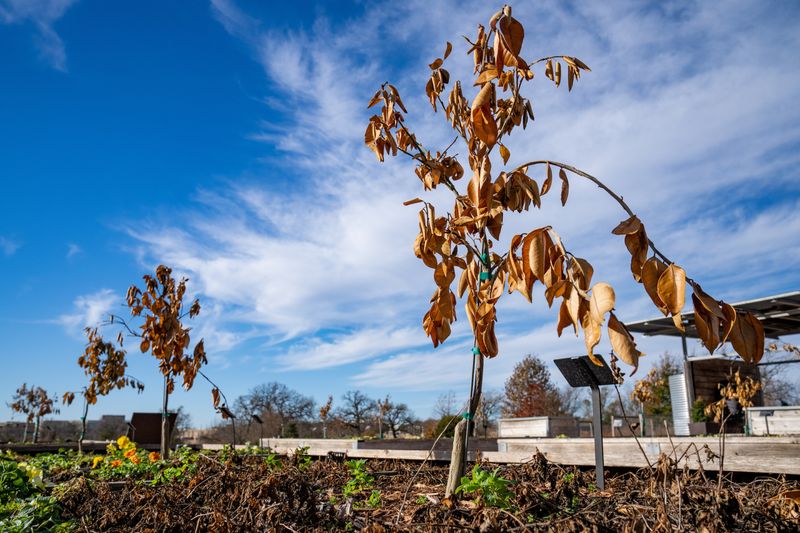 Assuming Winter-Damaged Plants Are Gone for Good