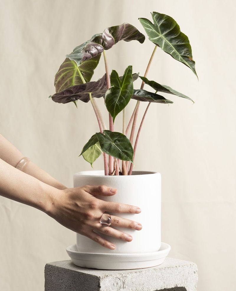 Keeping The Plant In One Spot