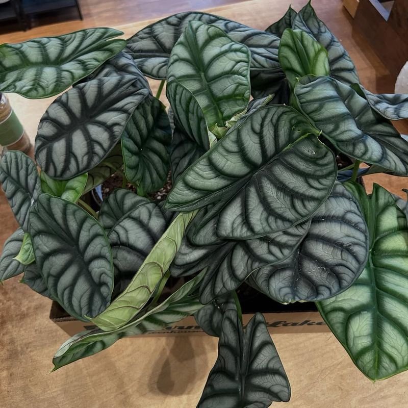 Not Rotating The Plant