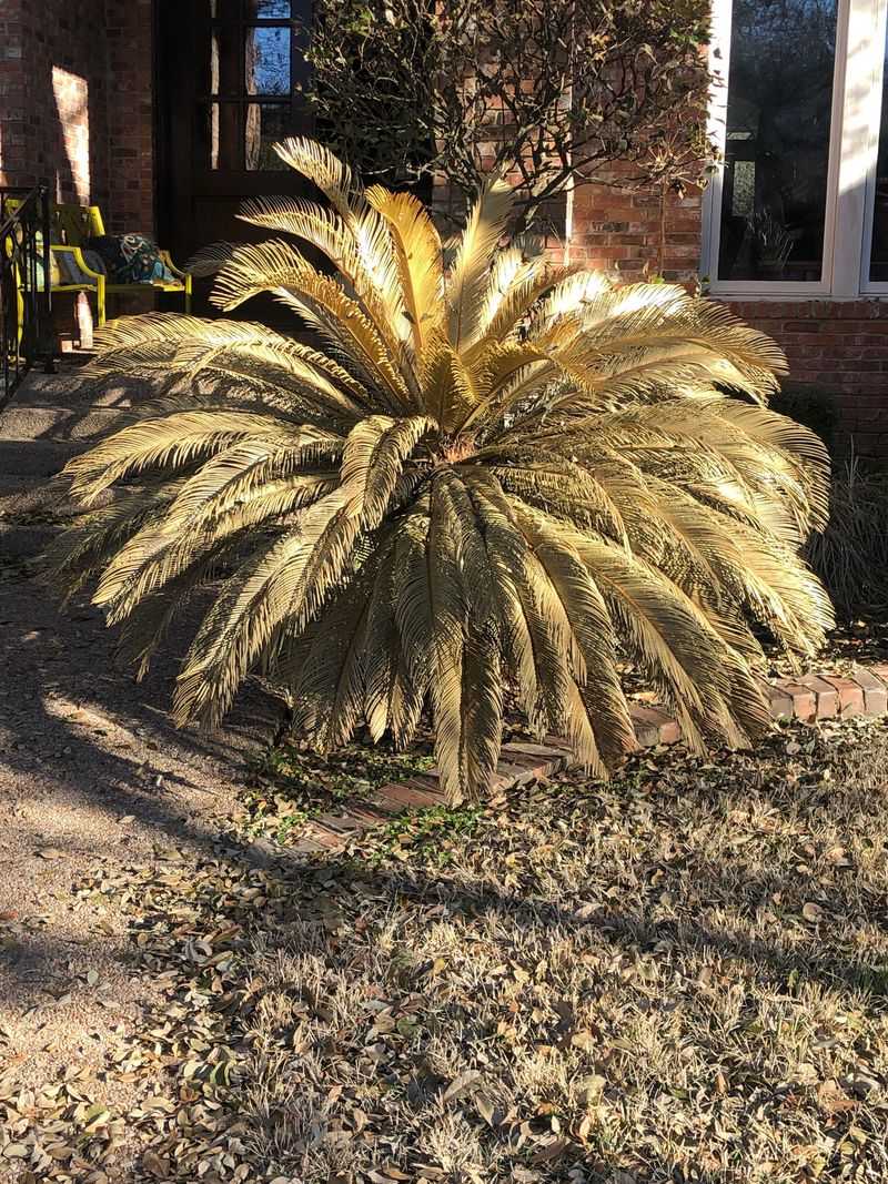 Cutting Back Palms And Tropical Plants Incorrectly