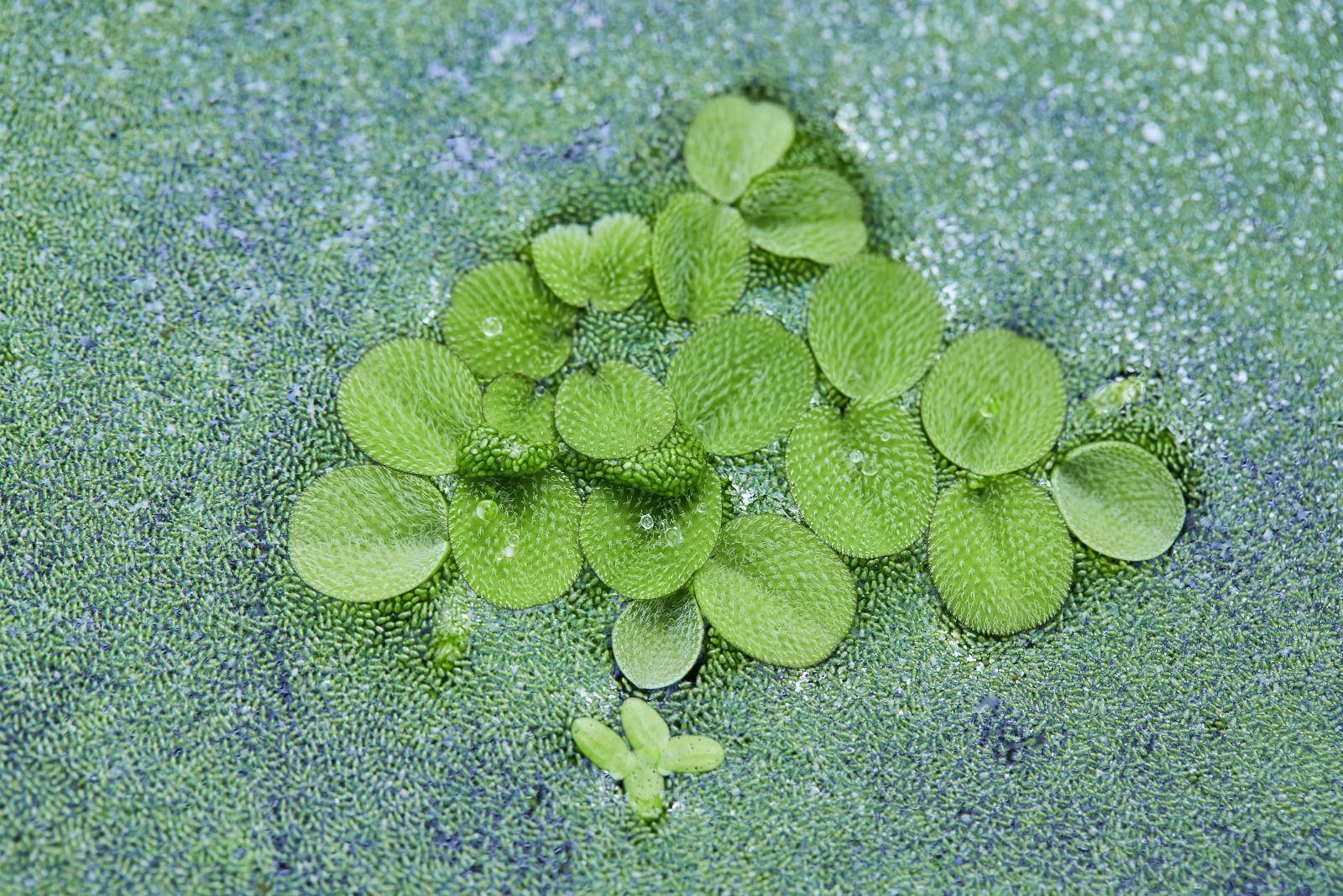 salvinia minima