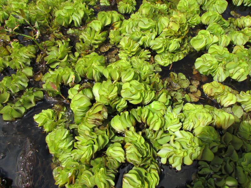 Giant Salvinia