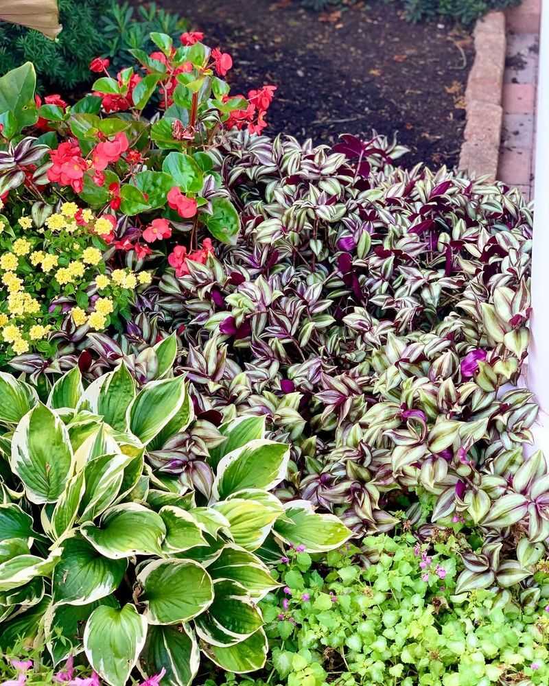 Hosta Balances Wandering Jew's Trailing Habit With Broad Foliage