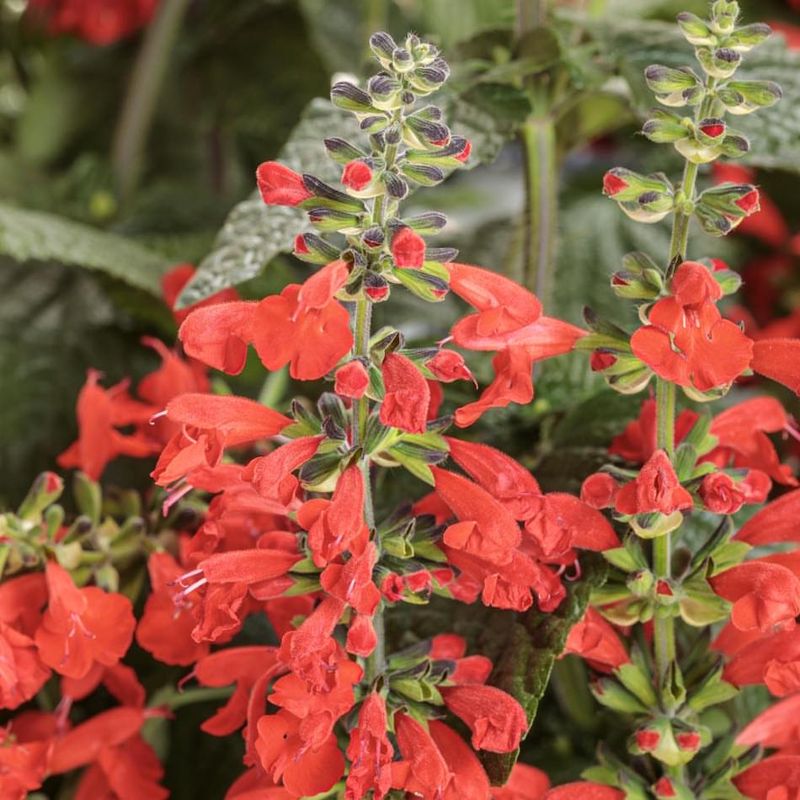 Salvia Adds Bright Spikes And Pollinator Energy