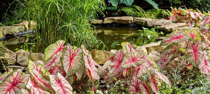 Caladium Needs Constant Moisture