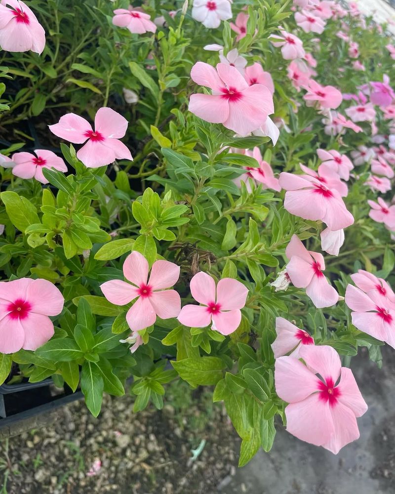 Vinca (Annual Periwinkle)
