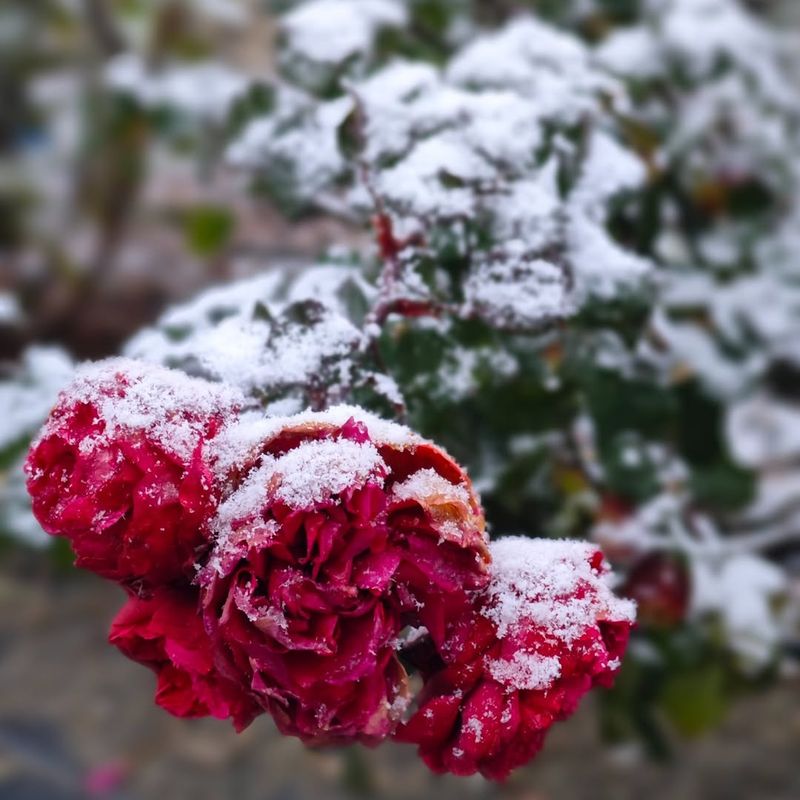 Late Frosts In Spring