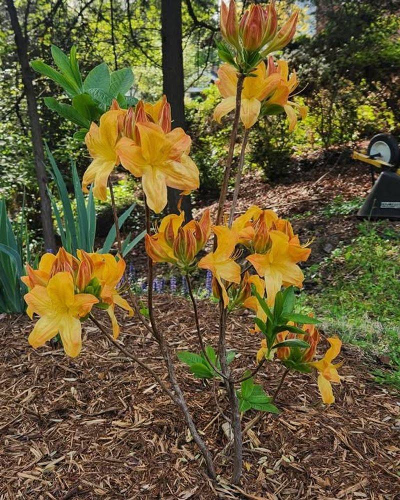 Planting Too Deep Can Harm The Root System