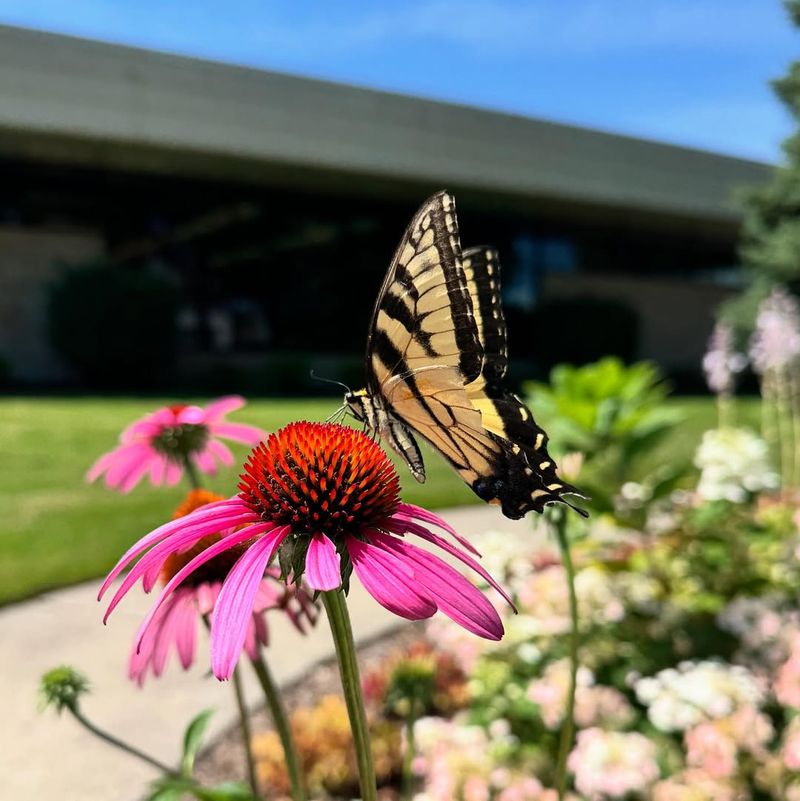 Add Pollinator-Friendly Plants Before Bloom Season Begins