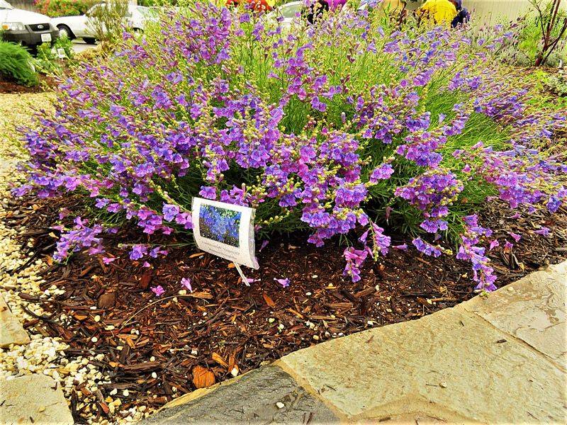 Apply Mulch To Protect And Balance Soil