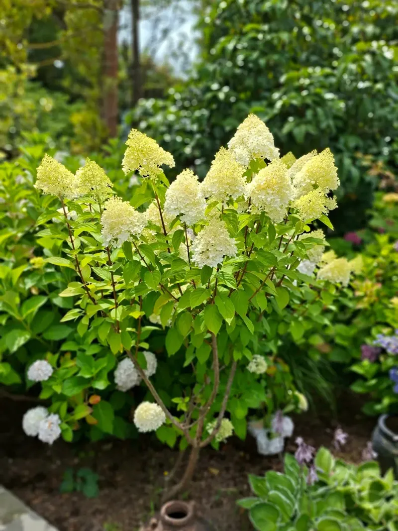 Mulch To Keep Roots Cool And Moist