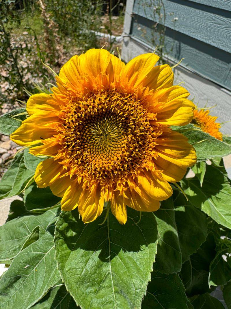 Water Deeply But Infrequently To Build Strong Roots