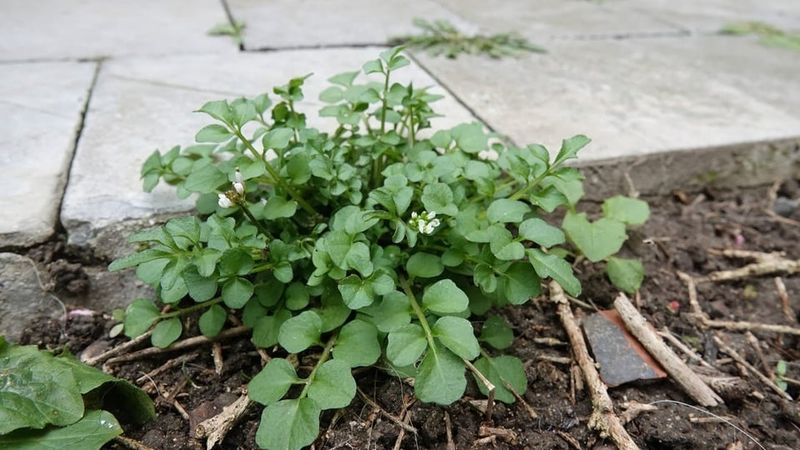 Skip Composting Seeded Plants