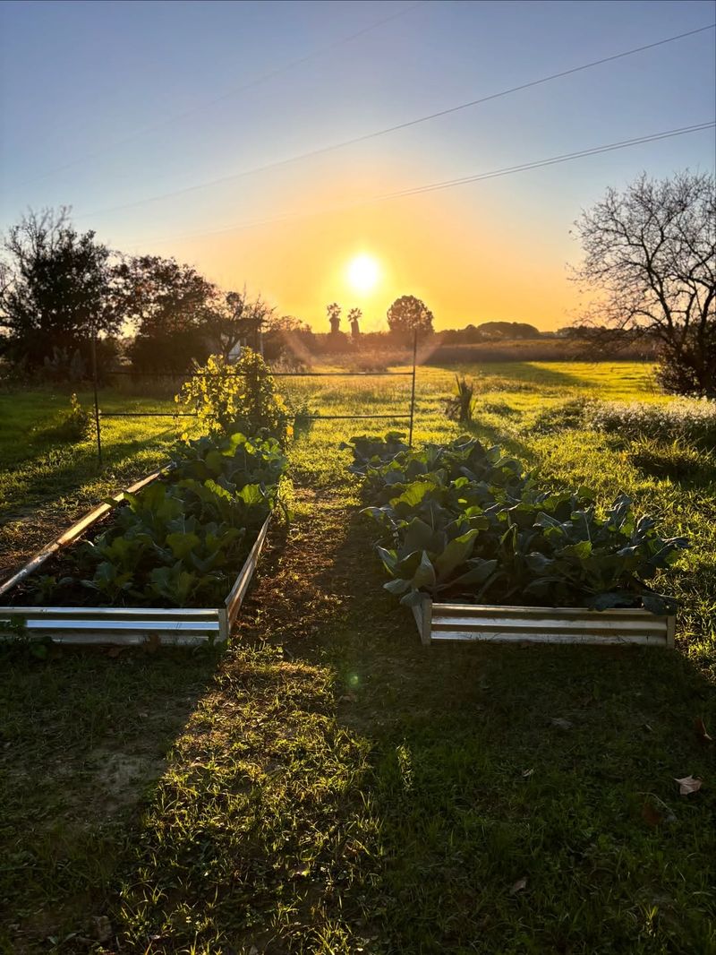 Pick The Sunniest Spot For Stronger Plant Growth