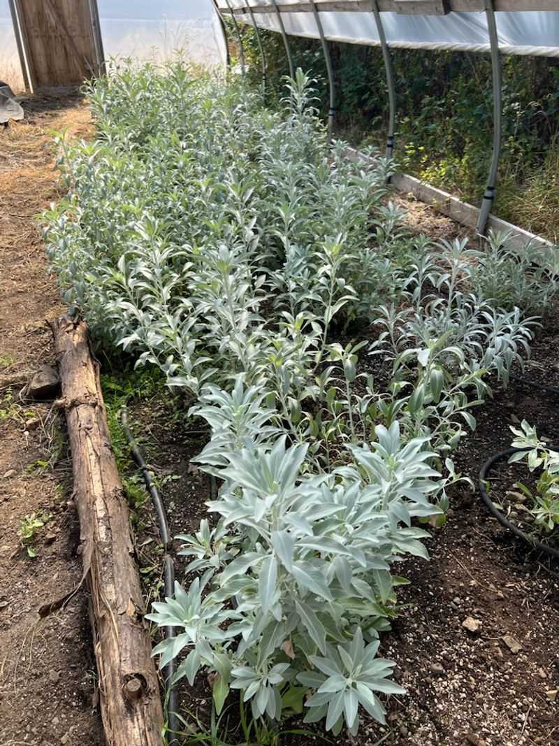 Space Plants Generously For Airflow In Humid Microclimates