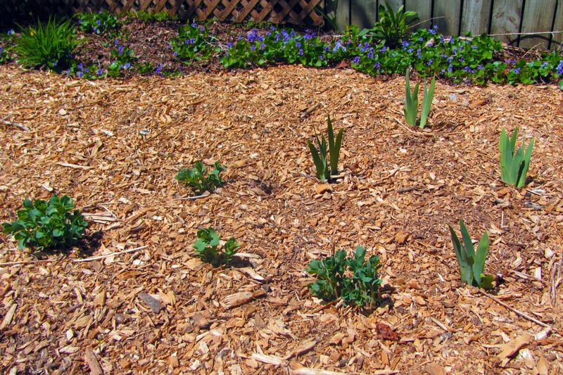 Prepare Garden Beds For Spring Growth