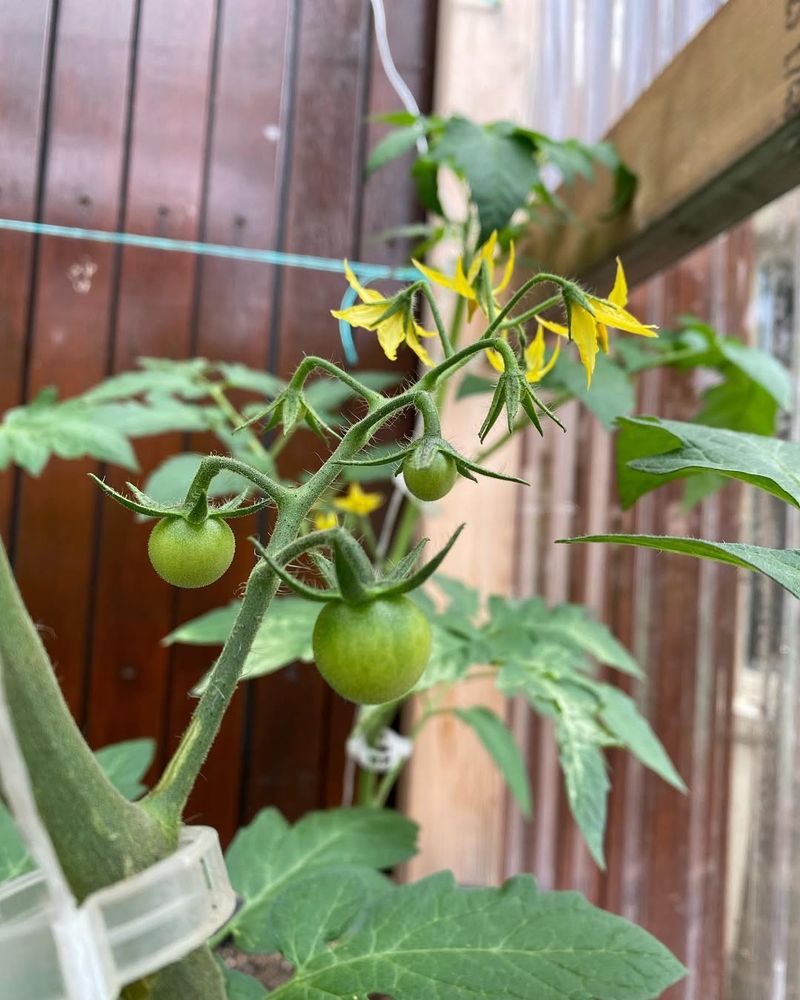 Root Health Benefits From Nitrogen Support Provided By Beans