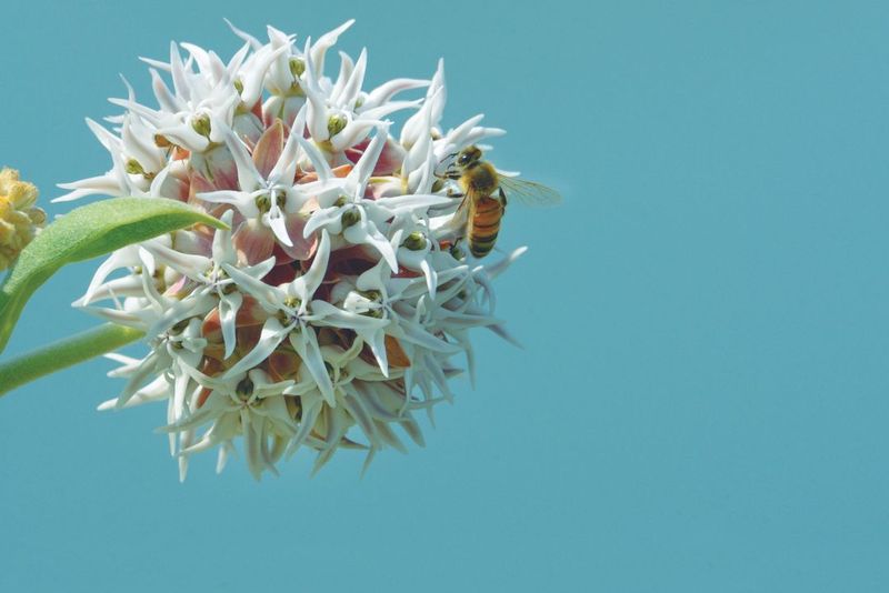 Attracting Pollinators And Beneficial Wildlife