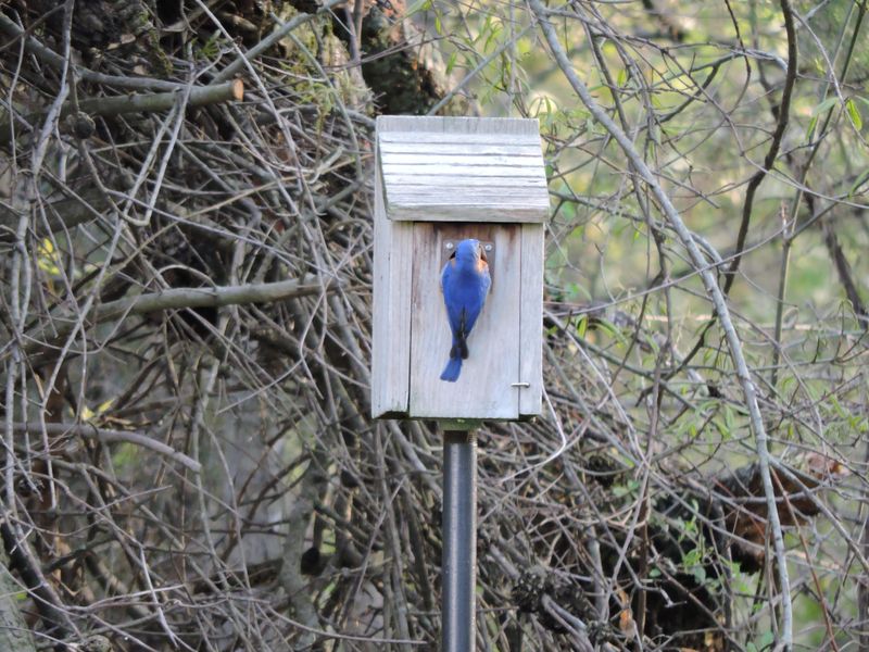 Provide Safe Nesting Spaces