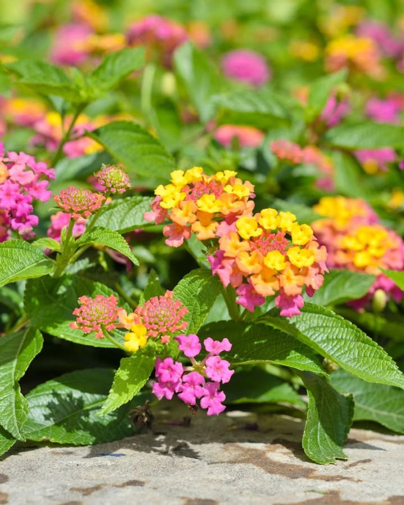 Grow Native Plants In Sunny Open Spaces