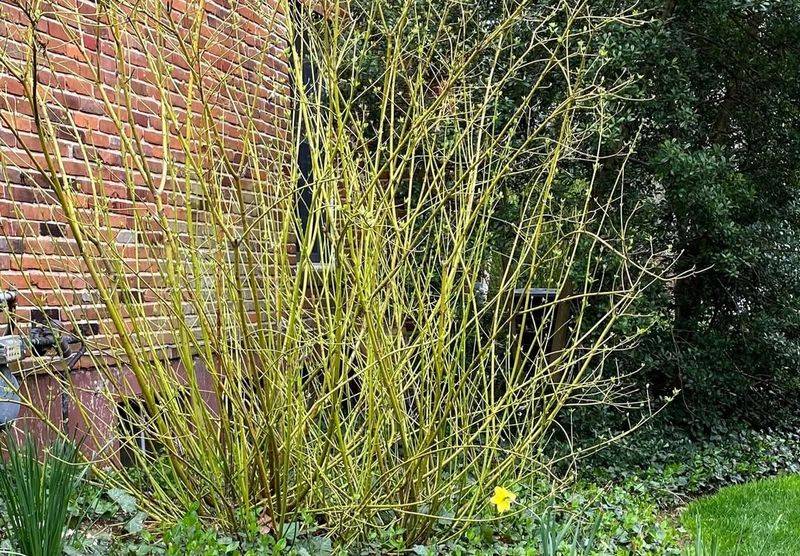 Incorporate Decorative Branches For Stunning Winter Interest