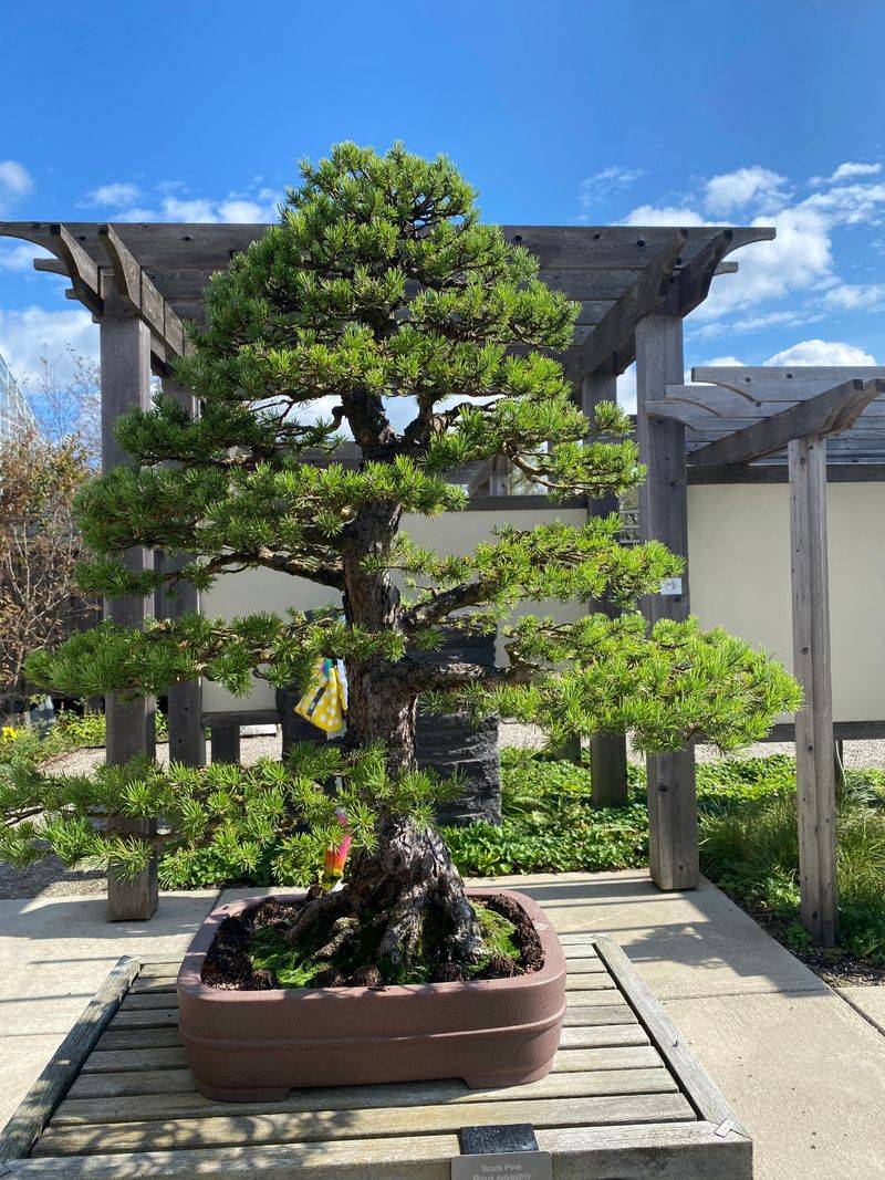 The Conservatory Contains Exotic Species