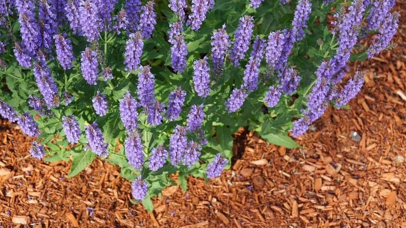 Heavy Mulch Traps Moisture