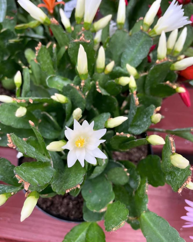 Move It Away From Prolonged Heat Above 95°F To Prevent Stress