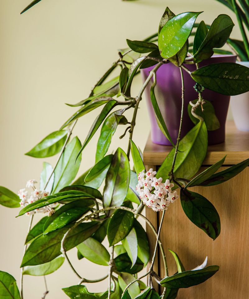 Leave Flower Stalks Intact After Blooms Fade