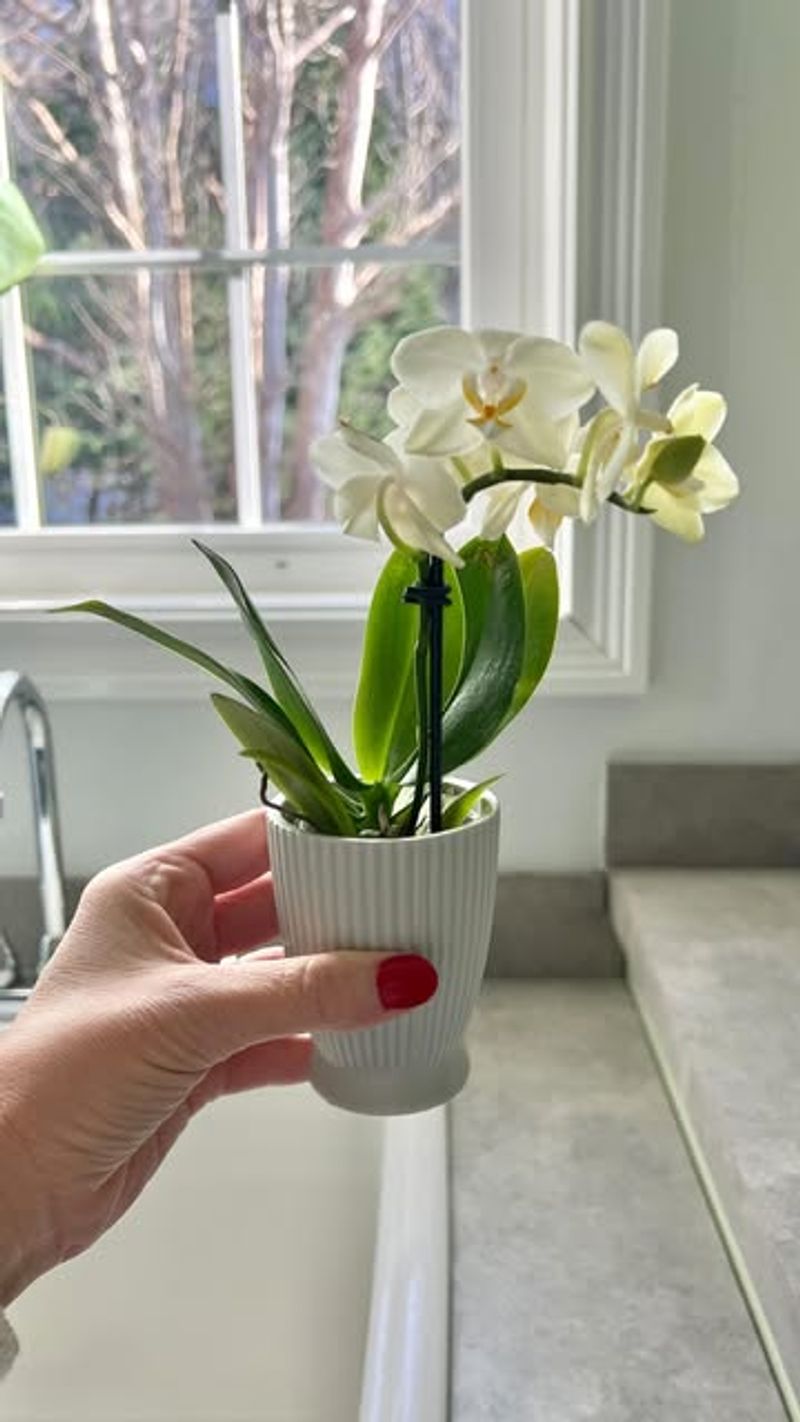 Water Thoroughly But Less Often During Winter