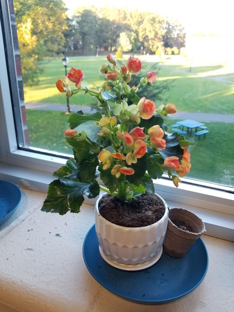 Use Well-Draining Potting Mix To Prevent Root Stress