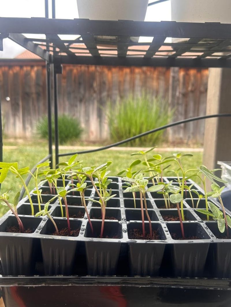 Introduce Gentle Morning Sun Before Full Sun