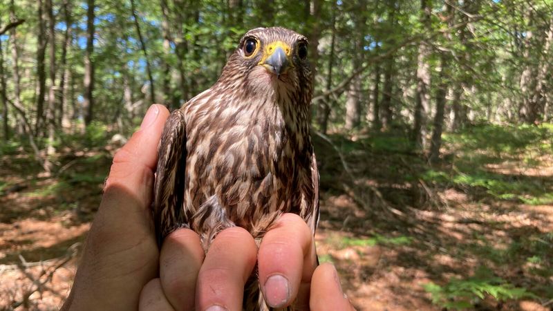 Conservation Success Stories