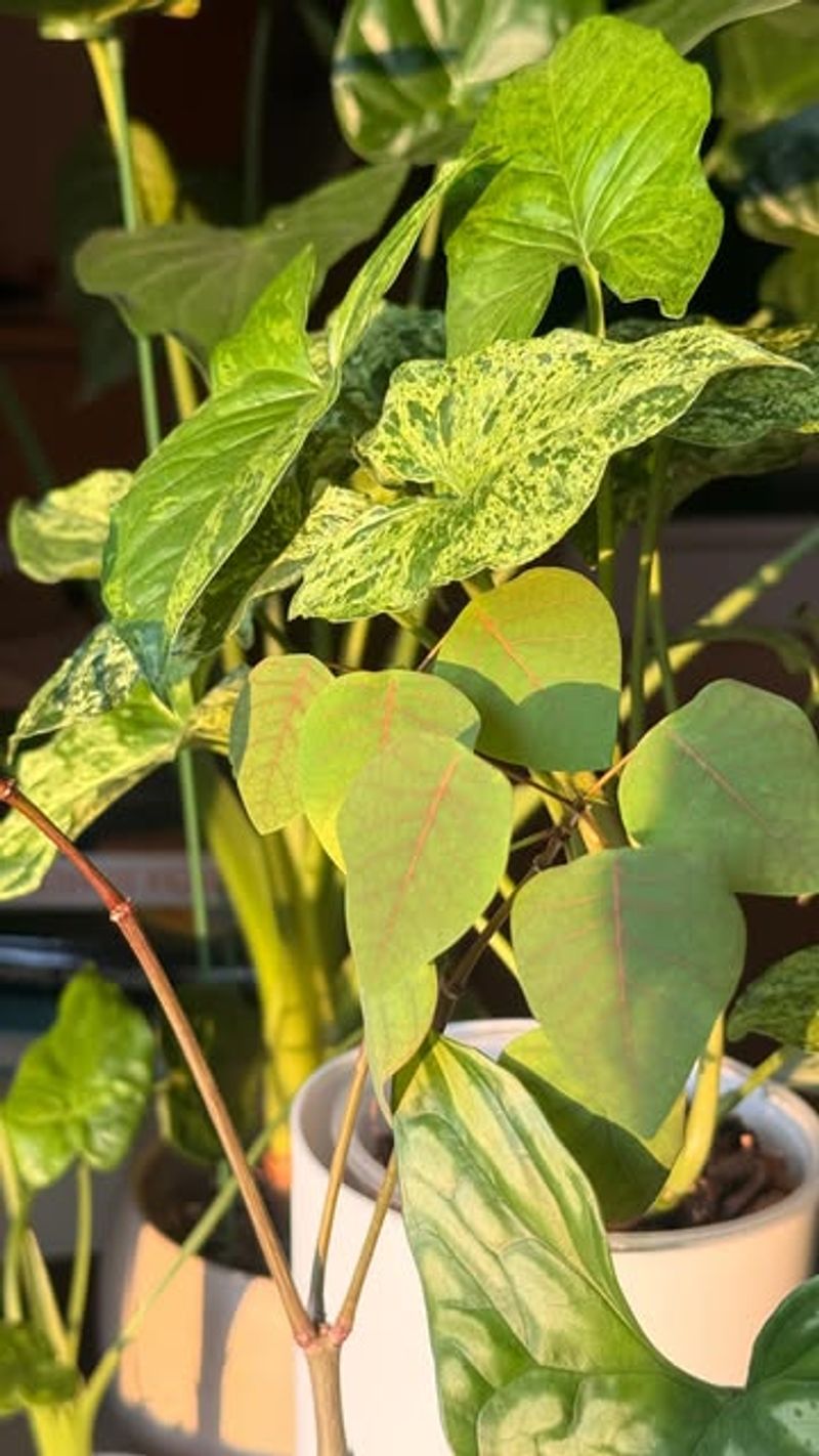 Late Winter Sun Is Brighter But Days Are Still Short