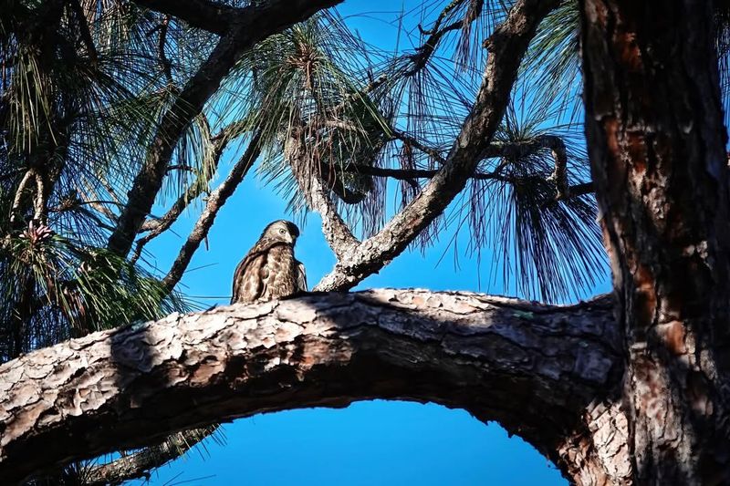 Mature Trees Provide Ideal Perching And Nesting Sites