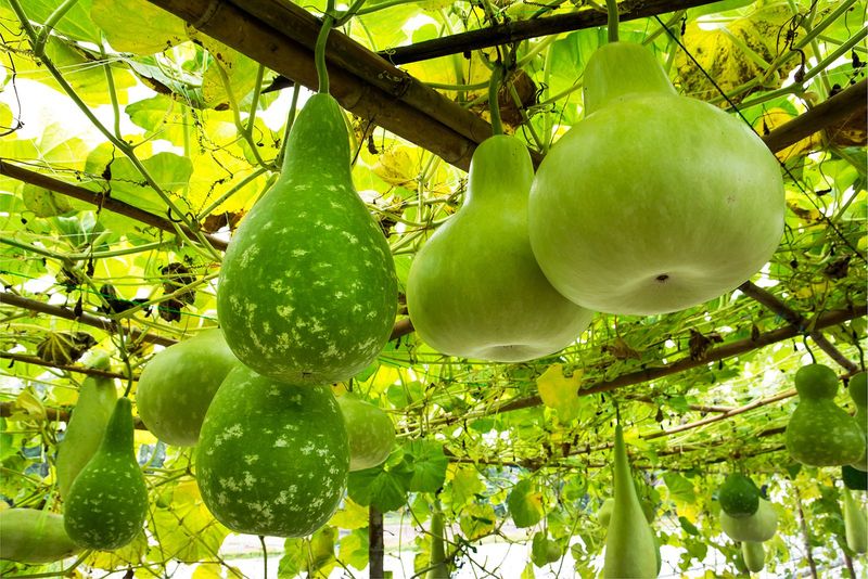 Climbing Gourds