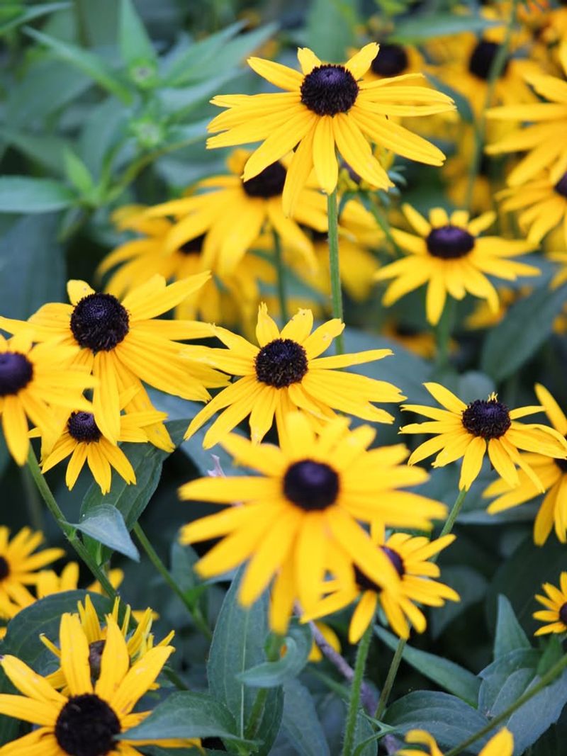 Black-Eyed Susan (Rudbeckia Hirta)