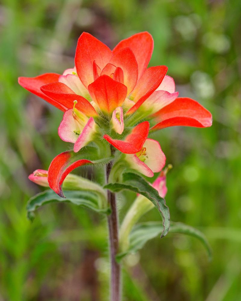 Texas Paintbrush