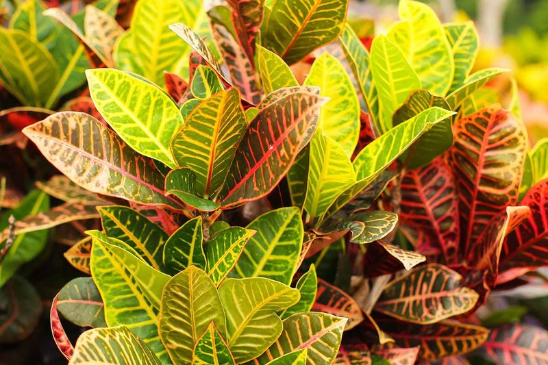 Croton Requires More Care Than Expected