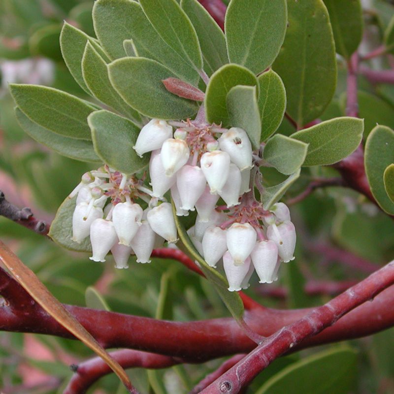 Manzanita