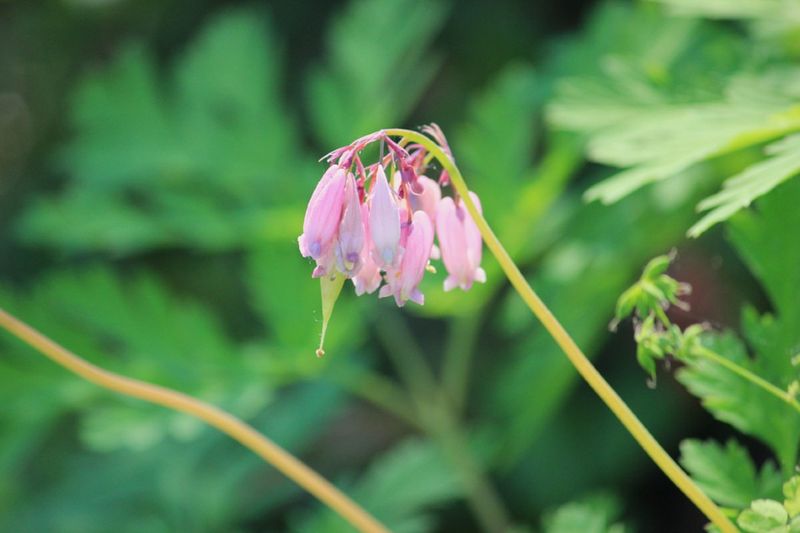Pacific Bleeding Heart (Dicentra formosa)