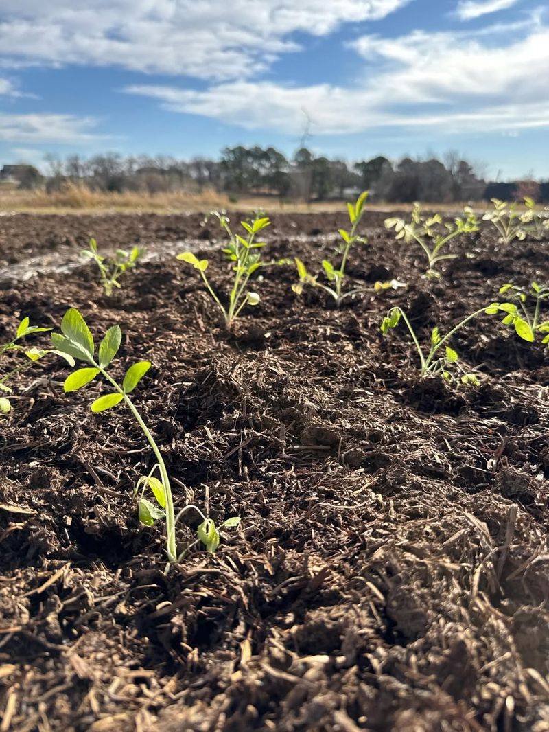 Timing Misalignment Reduces Productivity - Adjust Future Seed Schedule